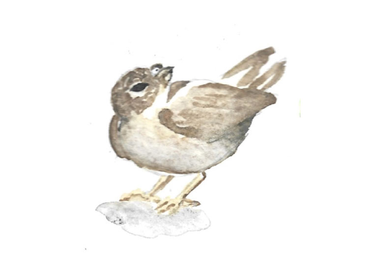 Antonio Tellez Ganoa